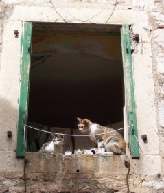 V Kotoru jsou kočky všude i v oknech.jpg