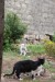 Boka Kotorská- kočičí láska za bílého dne.jpg